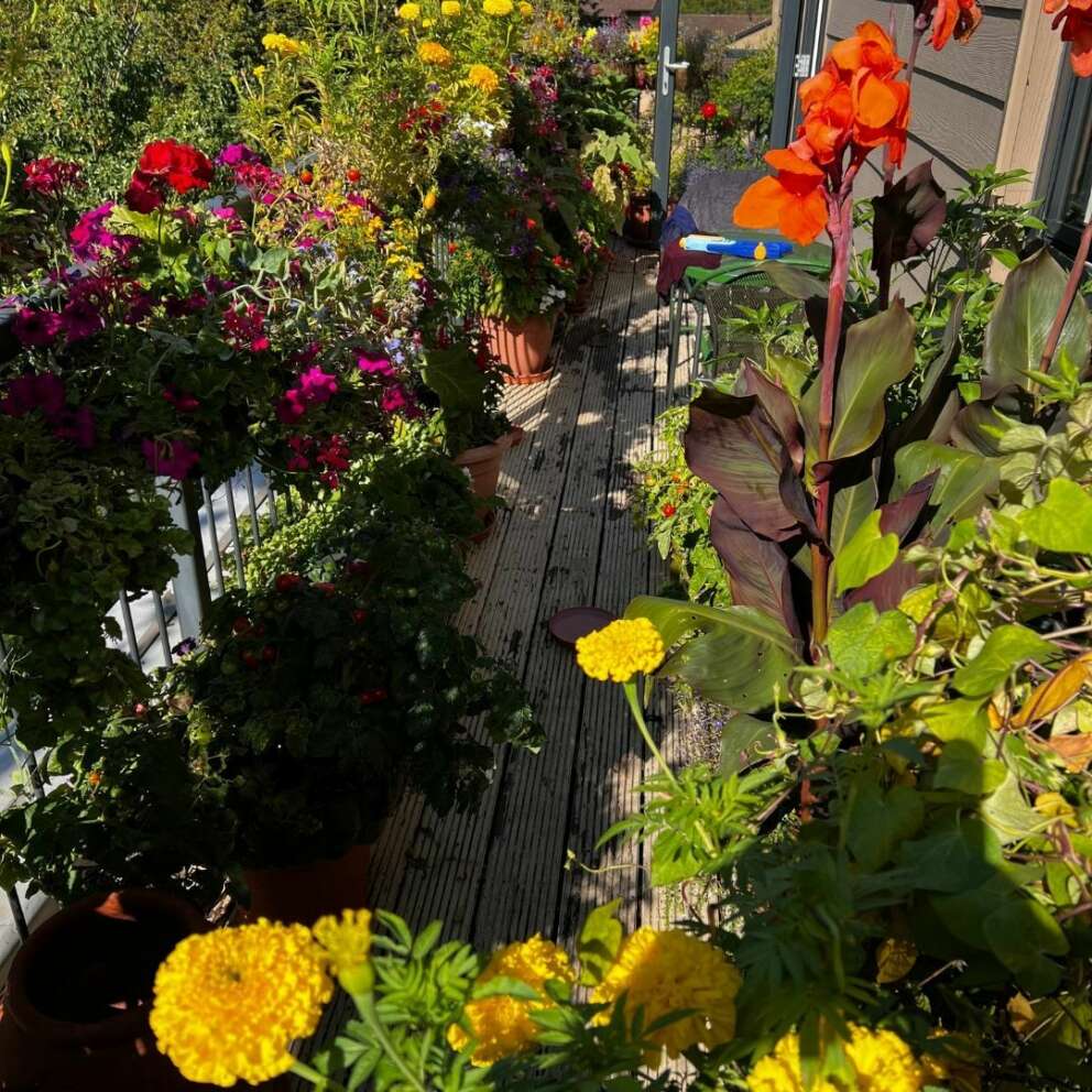 Chris's allotment plot