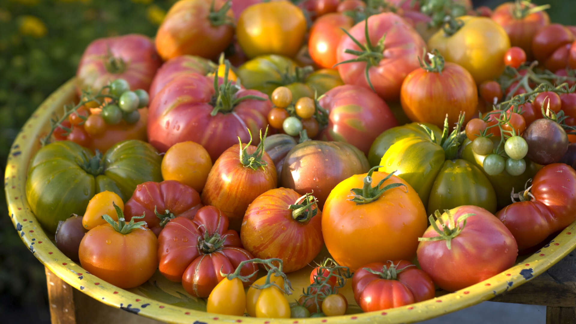 bowl of tomatoes