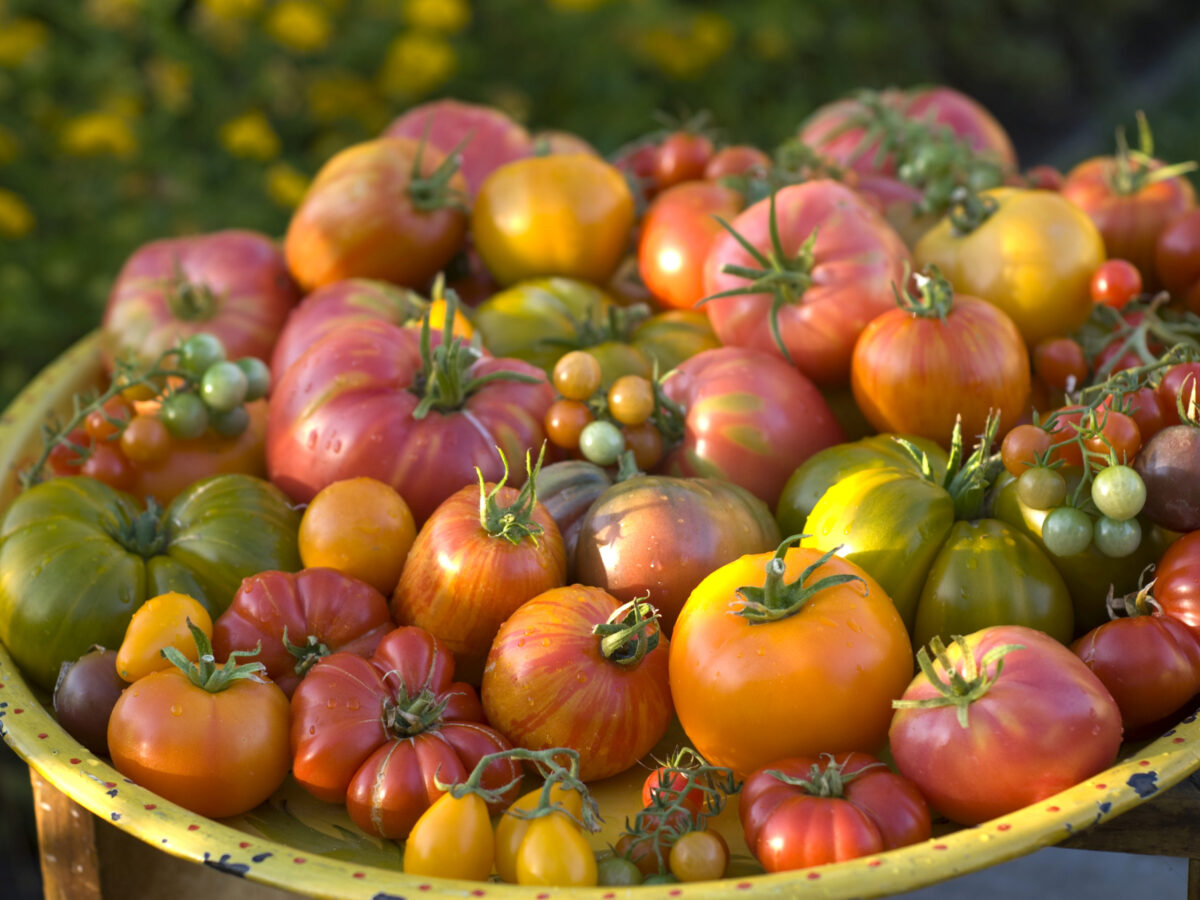 bowl of tomatoes