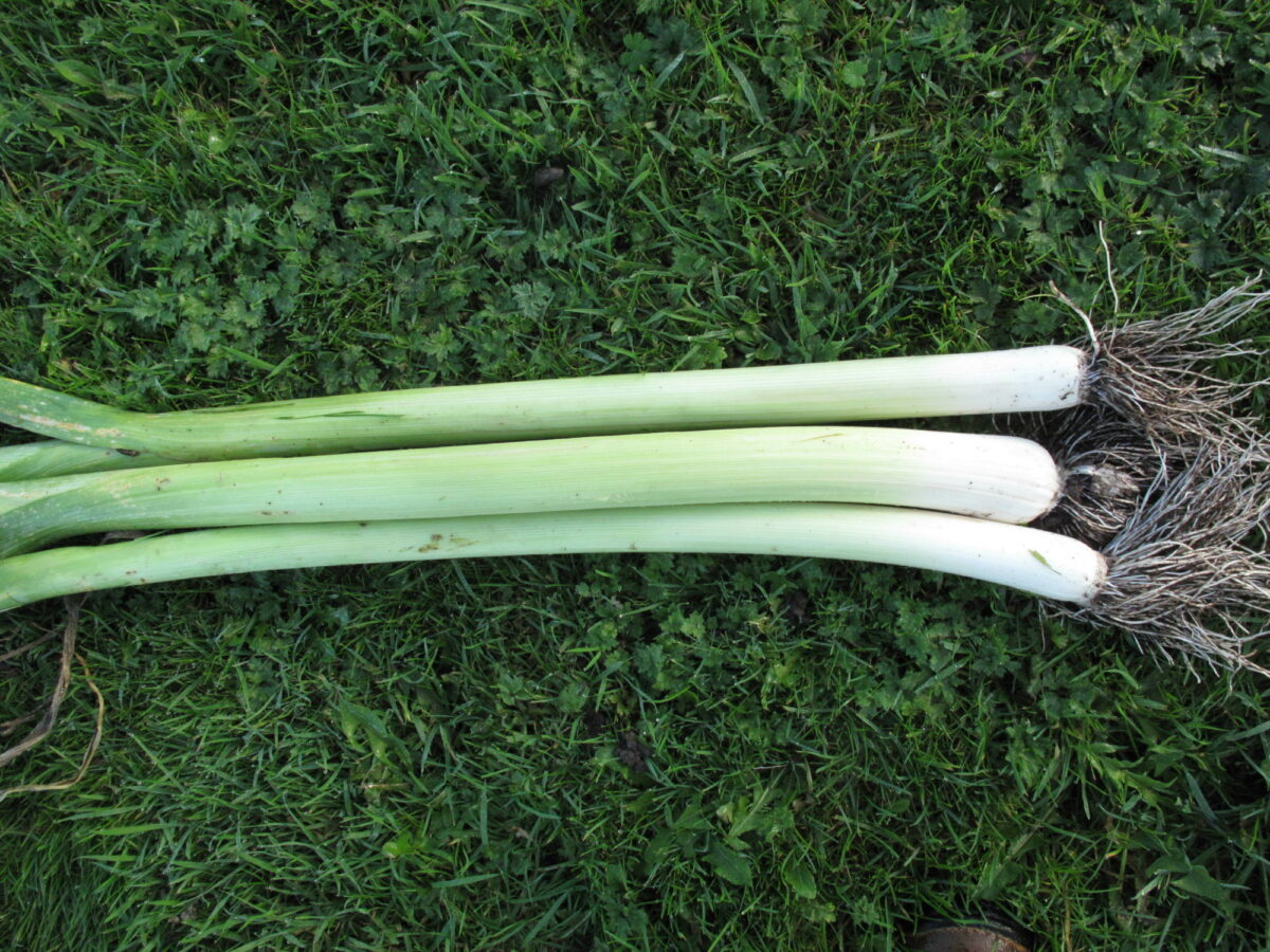 Leek Longa HSL Variety