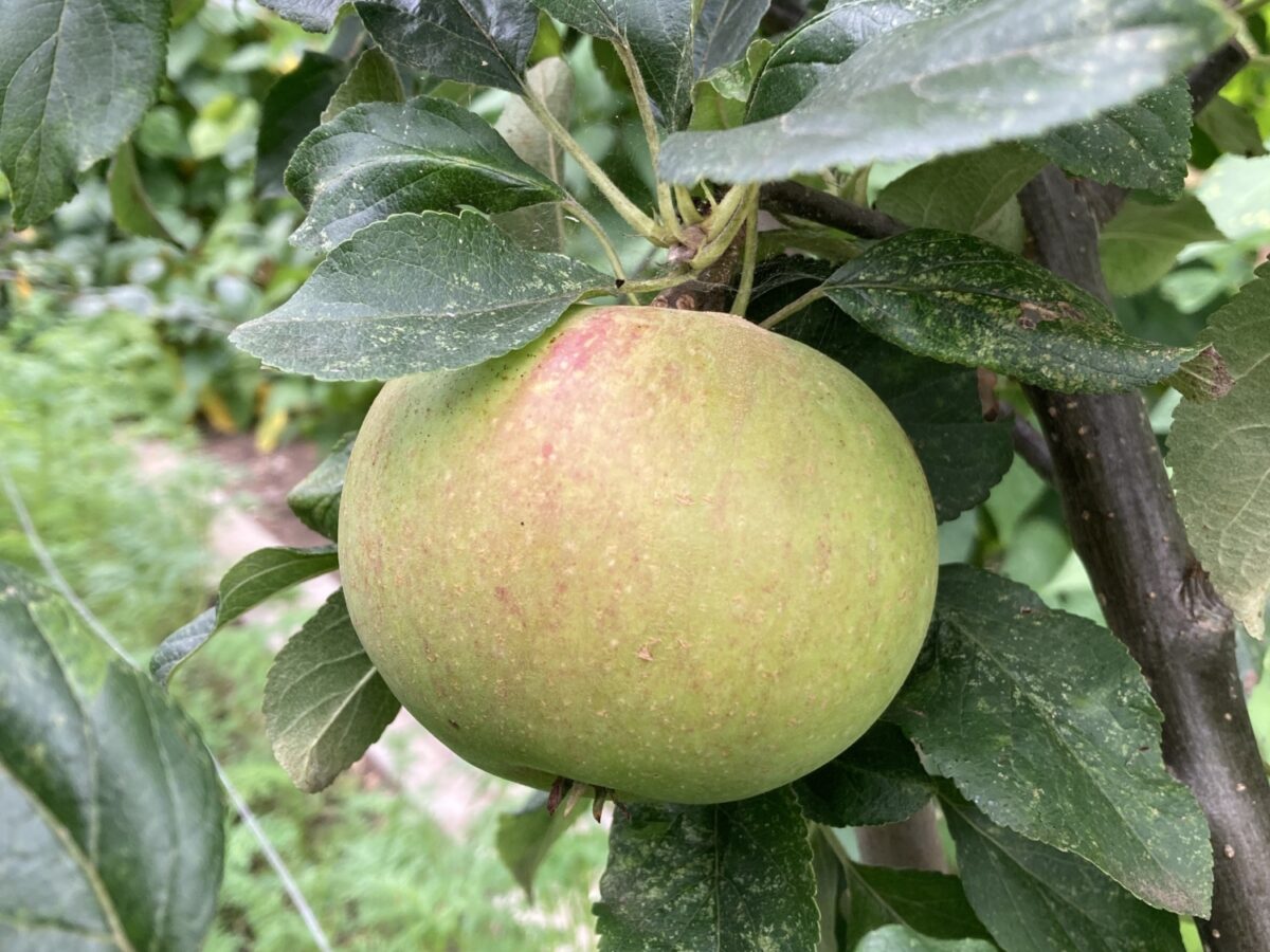 Malus Charlie Ross apple