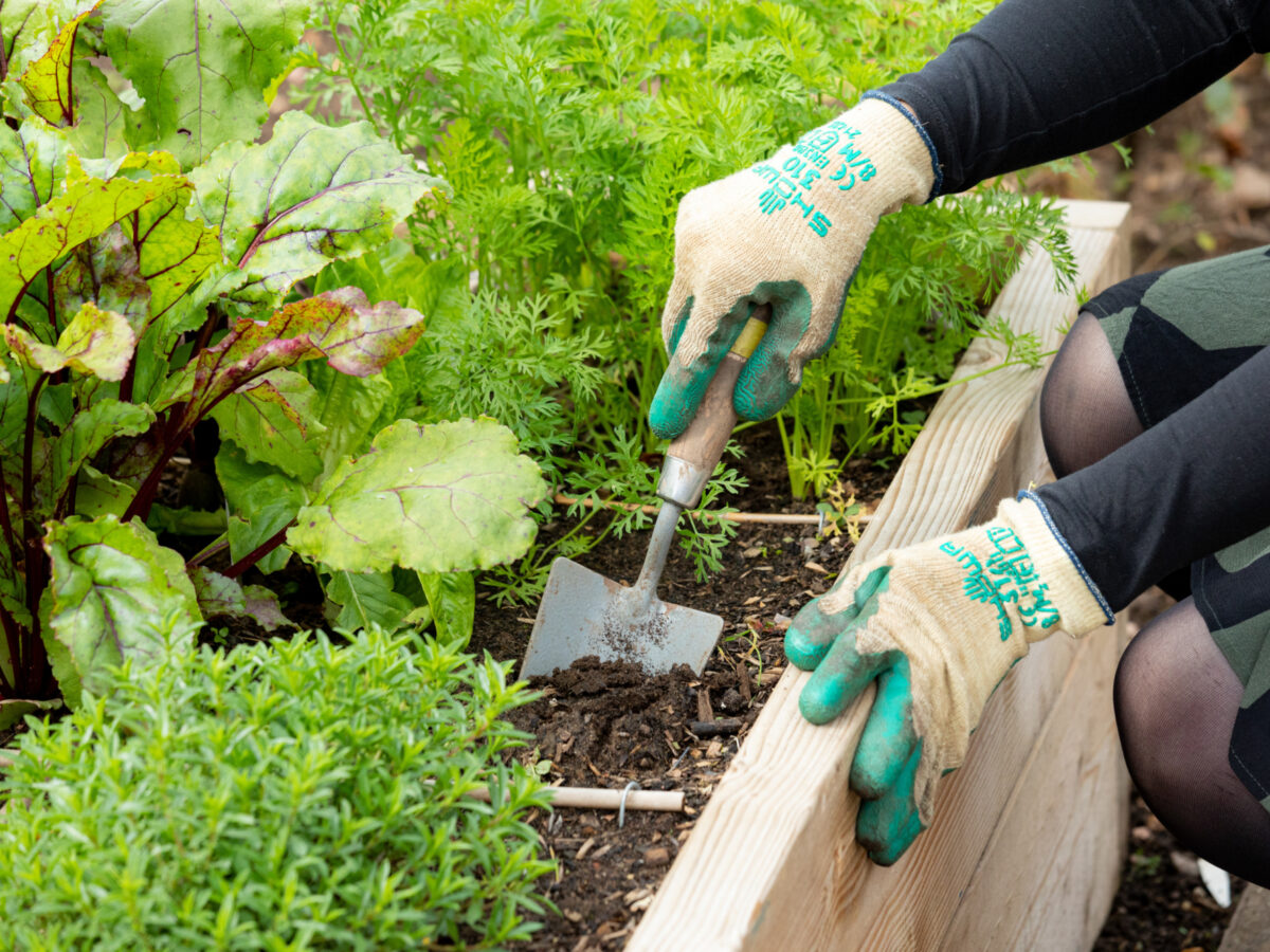 A person digging a hand shovel in to a raised bed