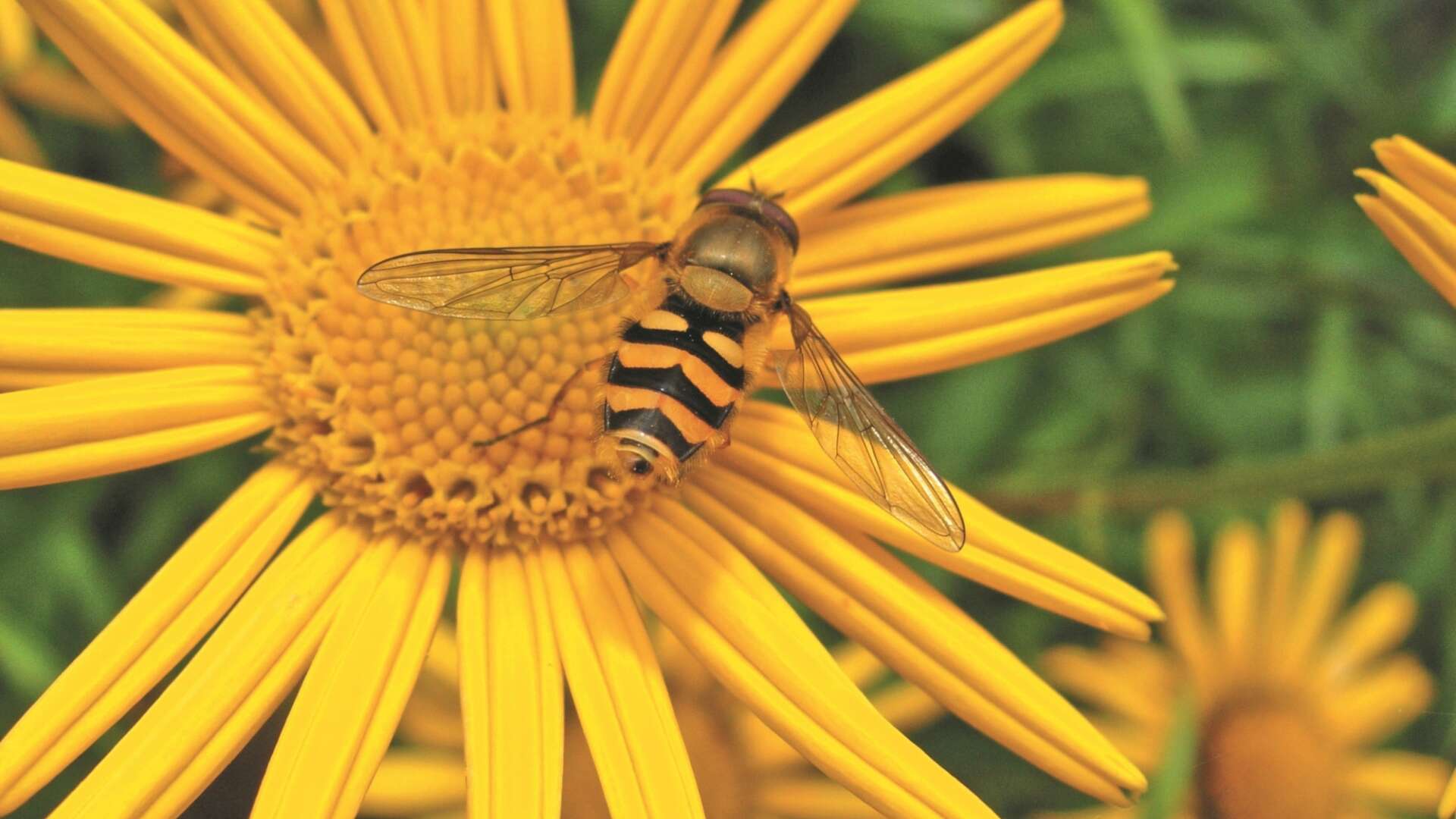 Pollinator on flower