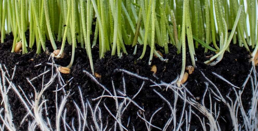 Mycorrhizal fungi in soil