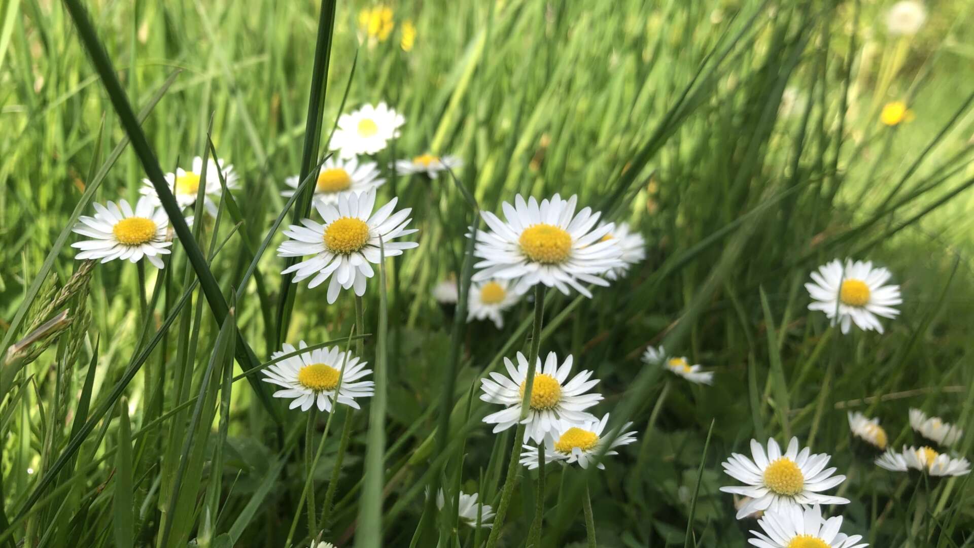 Daisies in lawn