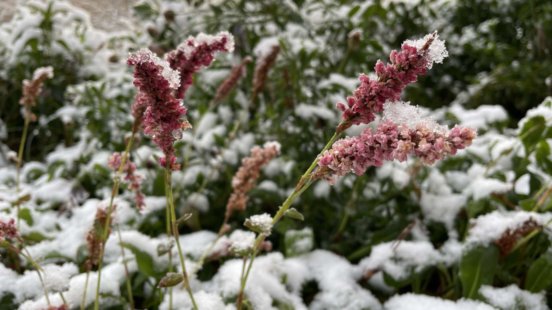 Snow at Ryton gardens