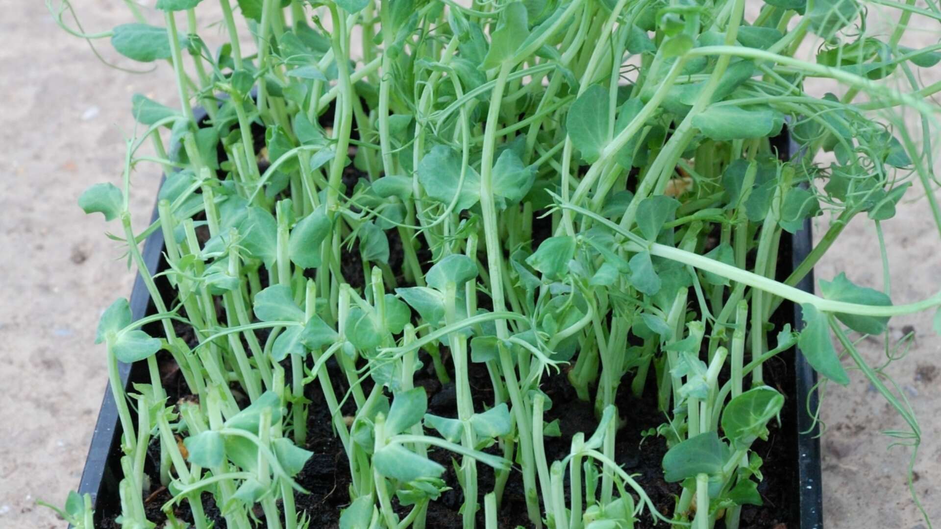 Tray of pea shoots