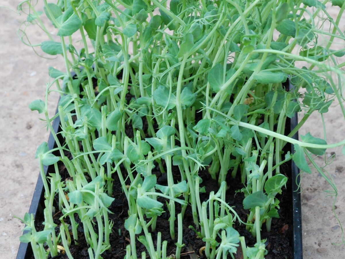 Tray of pea shoots