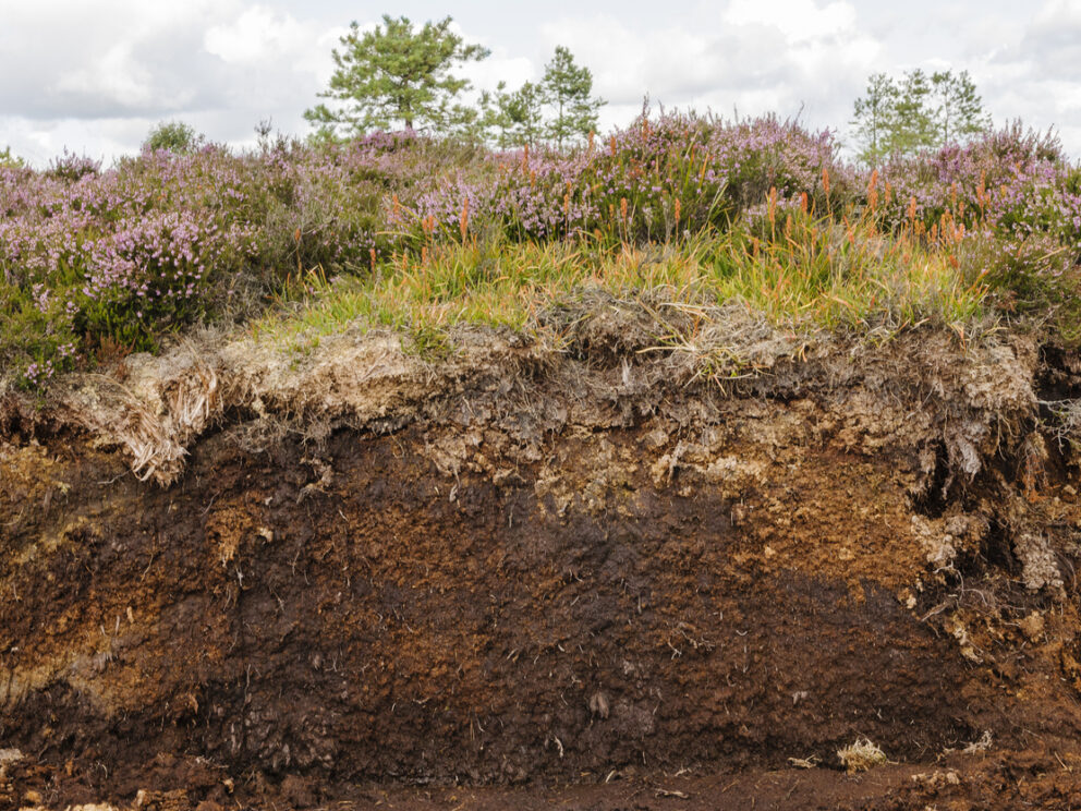 Cut through showing the inside of a peat bog.