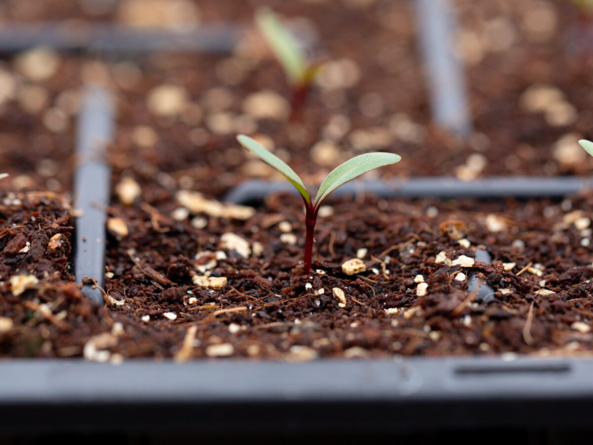 Peat free growing