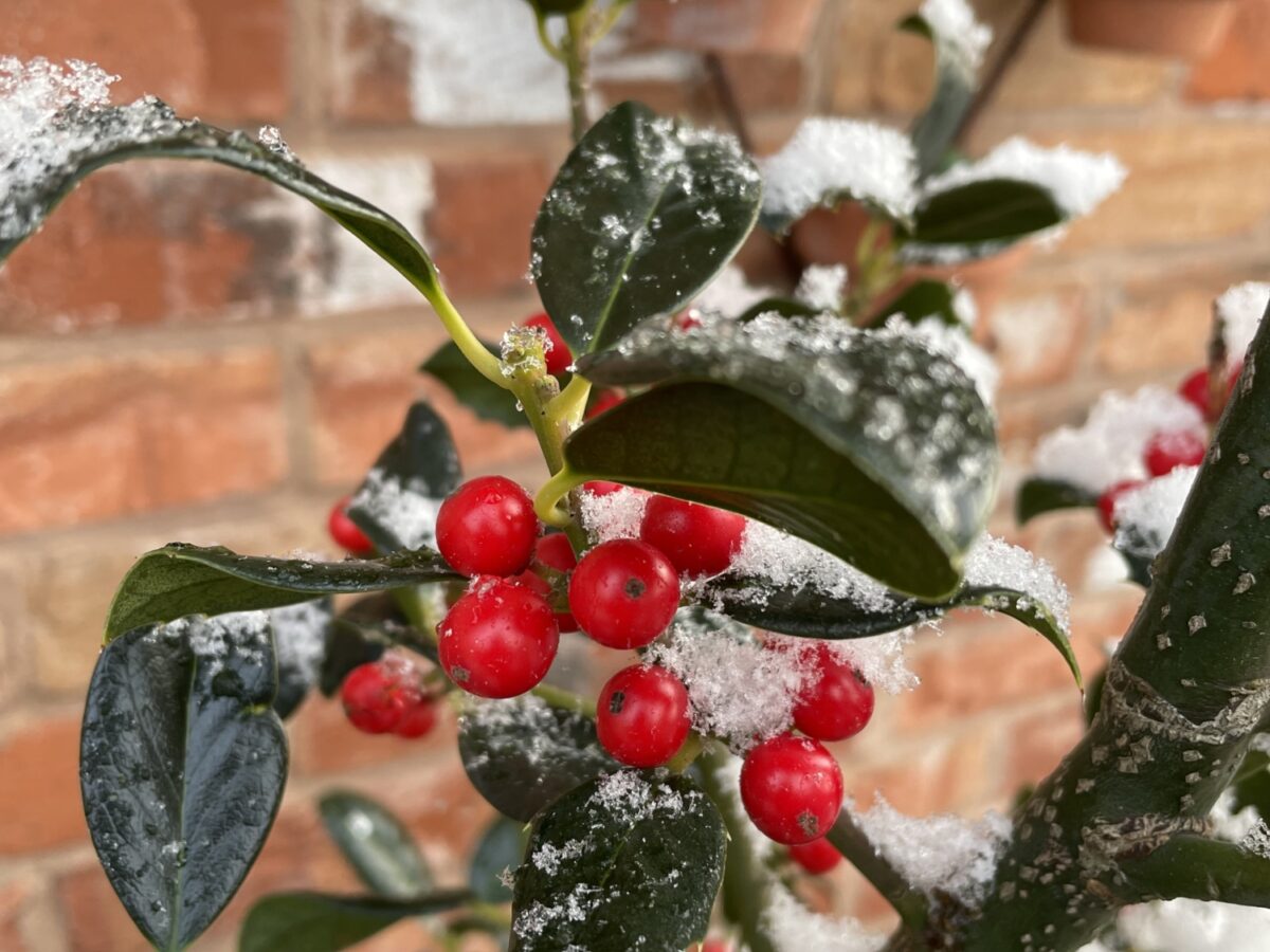 Berries with snow on