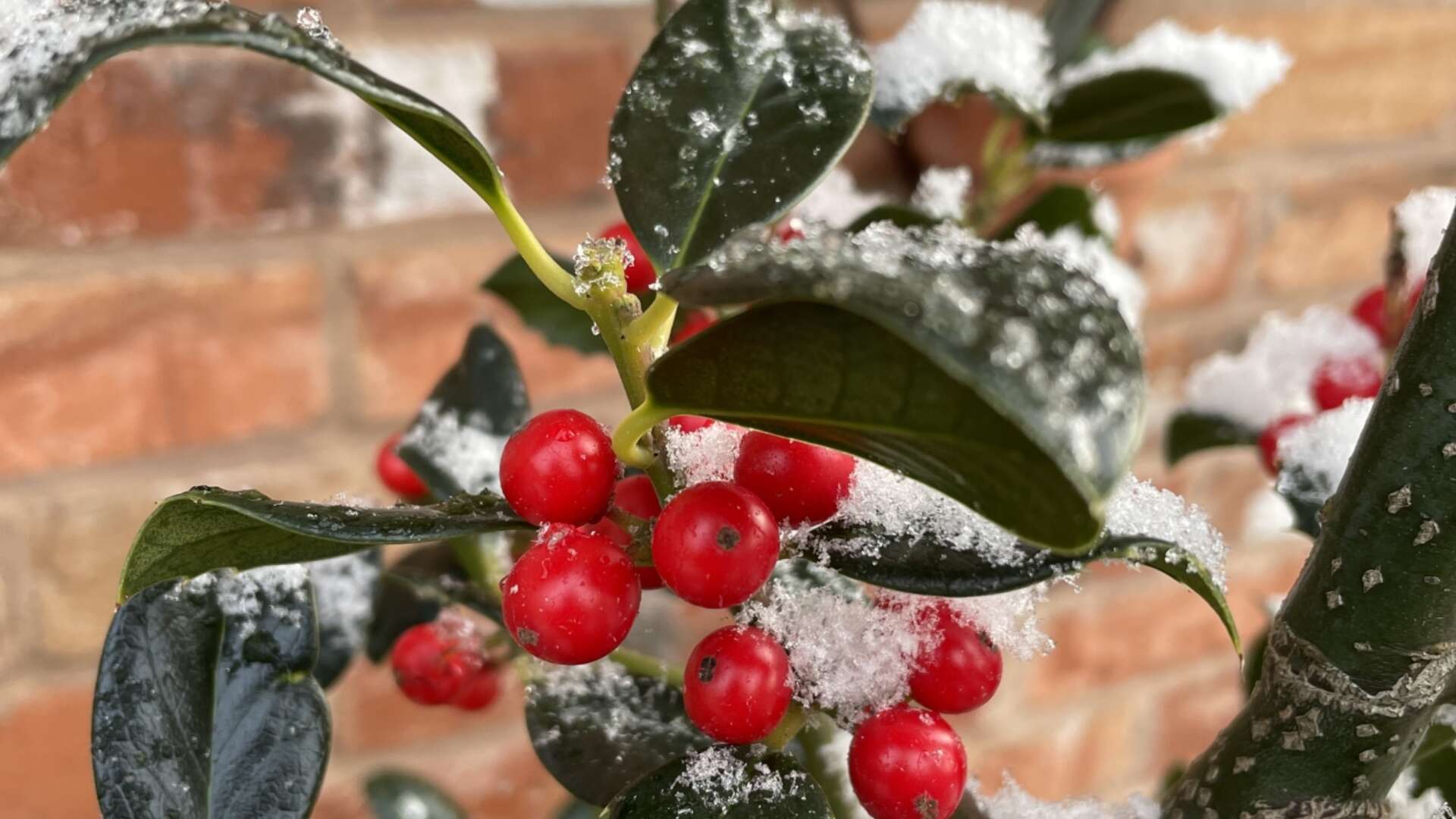 Berries with snow on