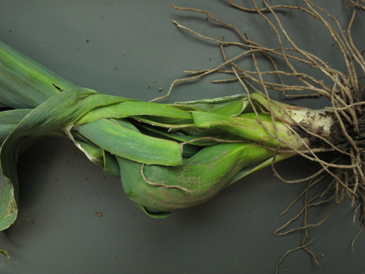 Allium leaf mining fly