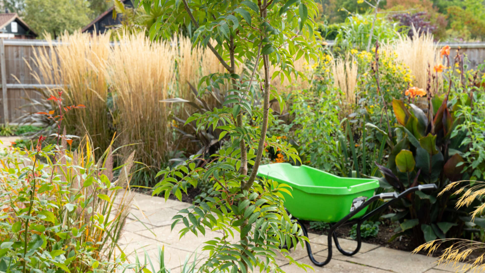 Planting fruit trees