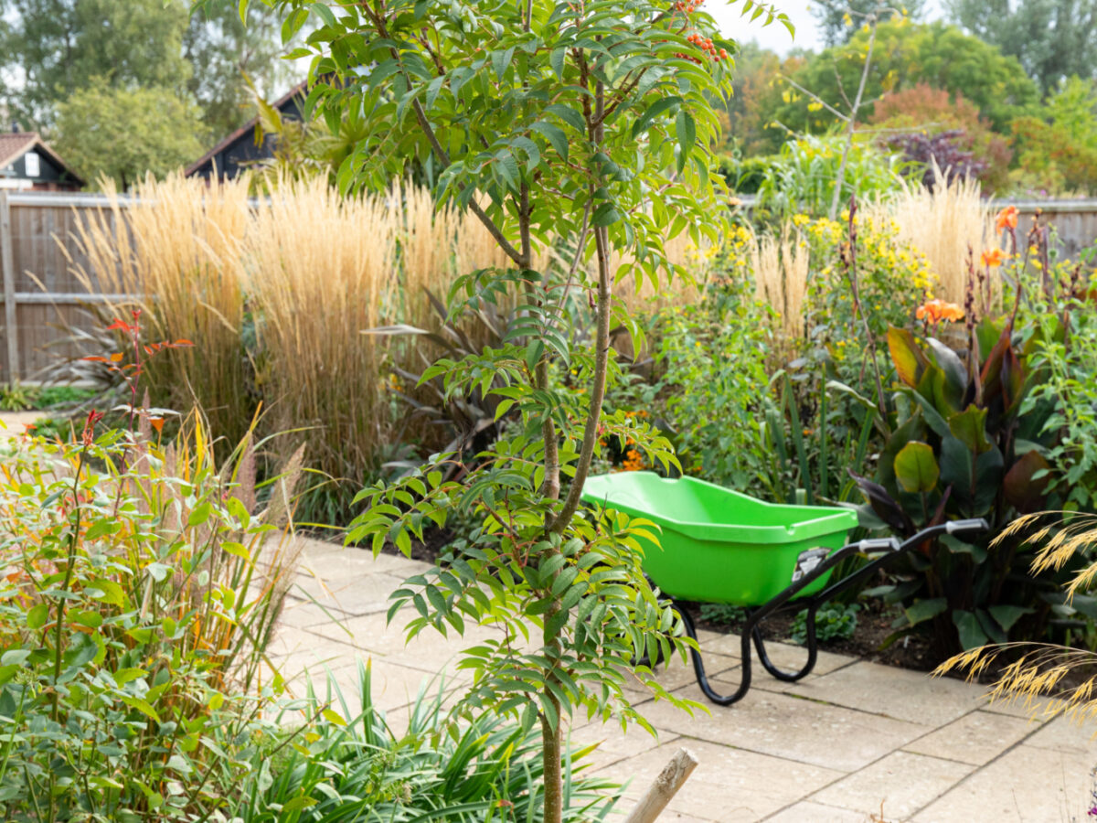 Planting fruit trees