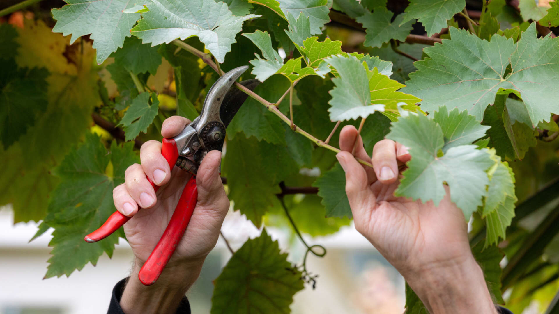 Pruning fruit trees