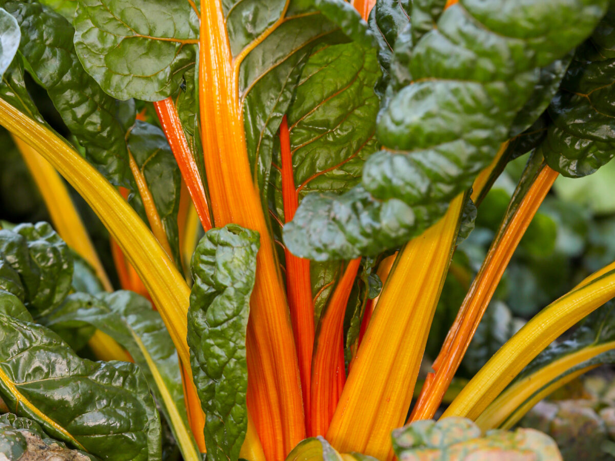 Randbow chard plant