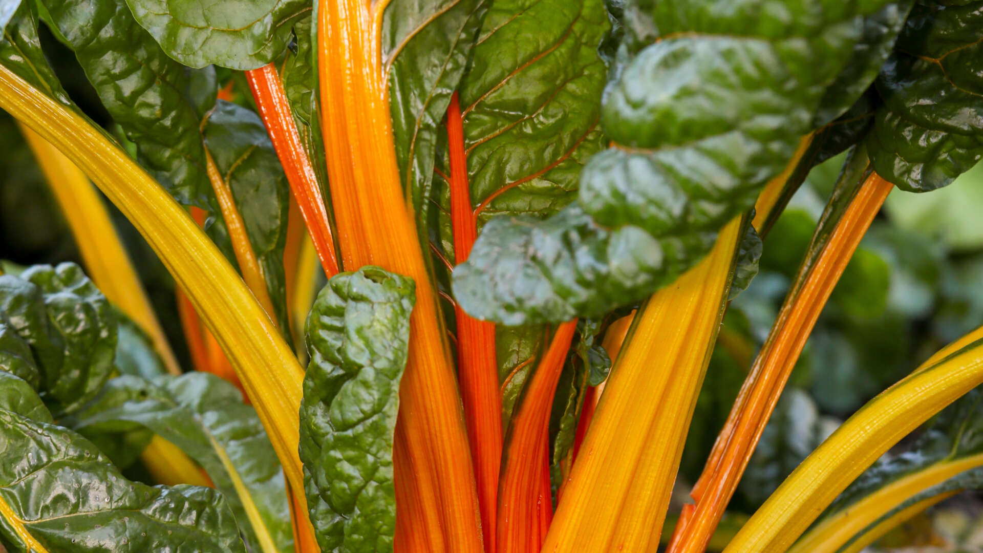 Randbow chard plant