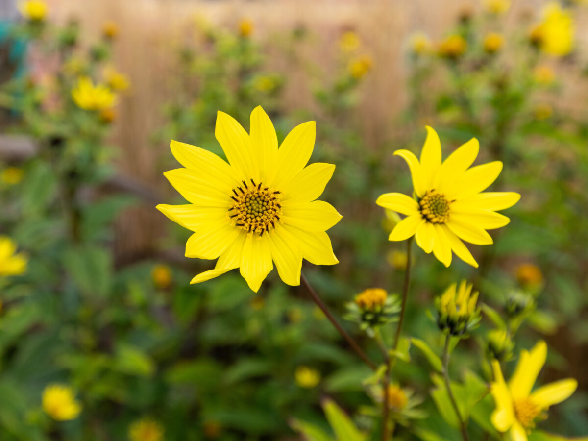 Flowers in Ryton gardens