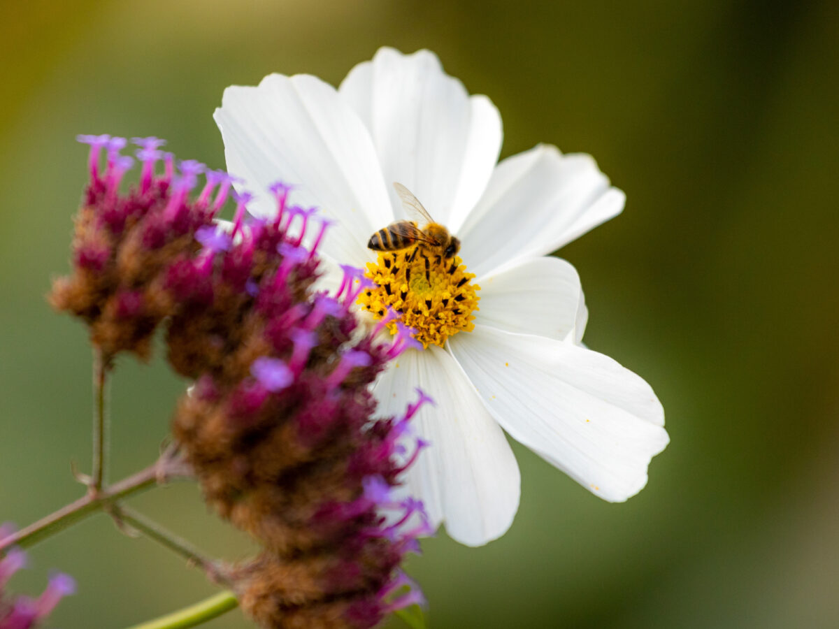 Bee on white cosmos