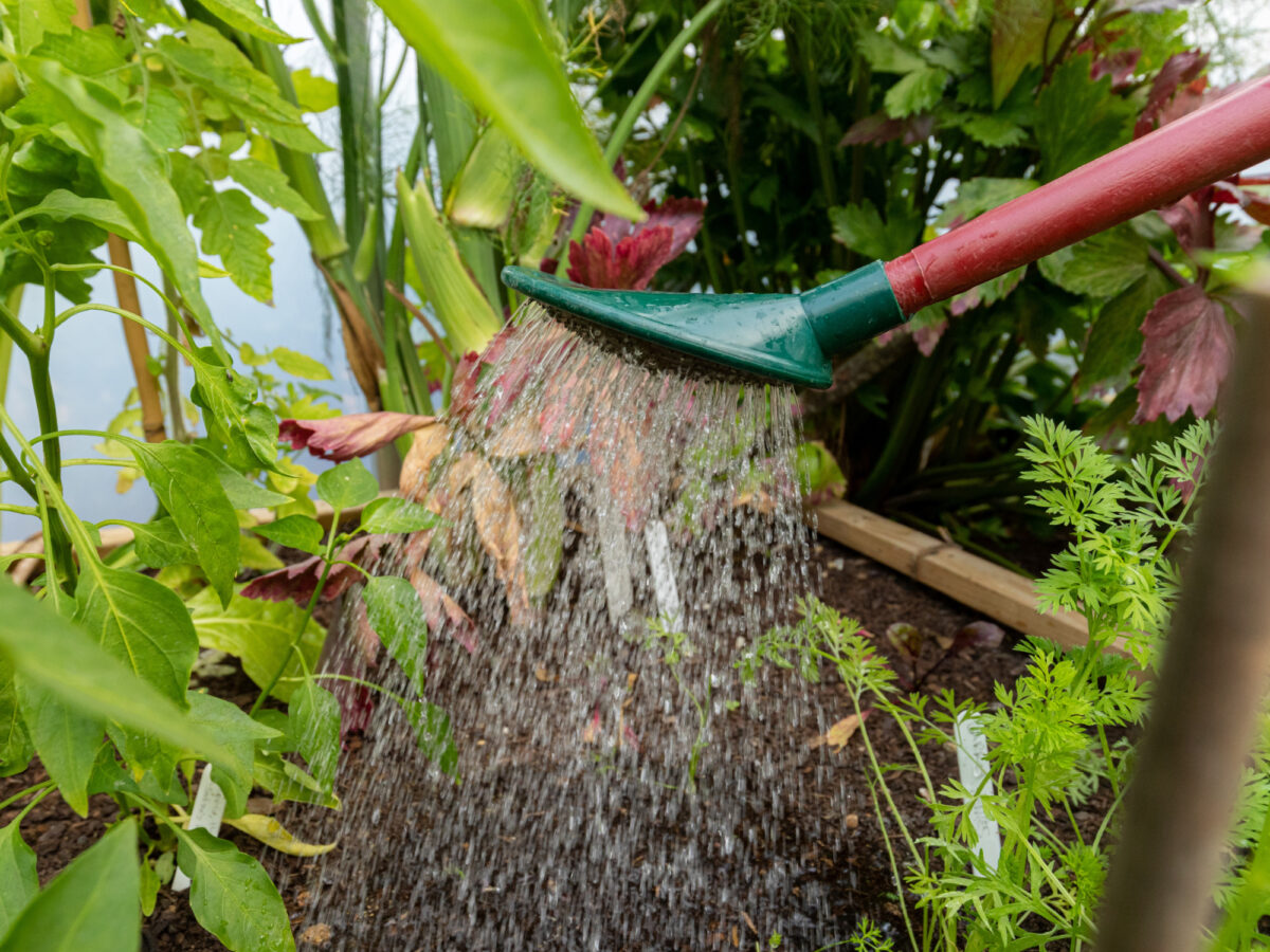 Watering tomato bed