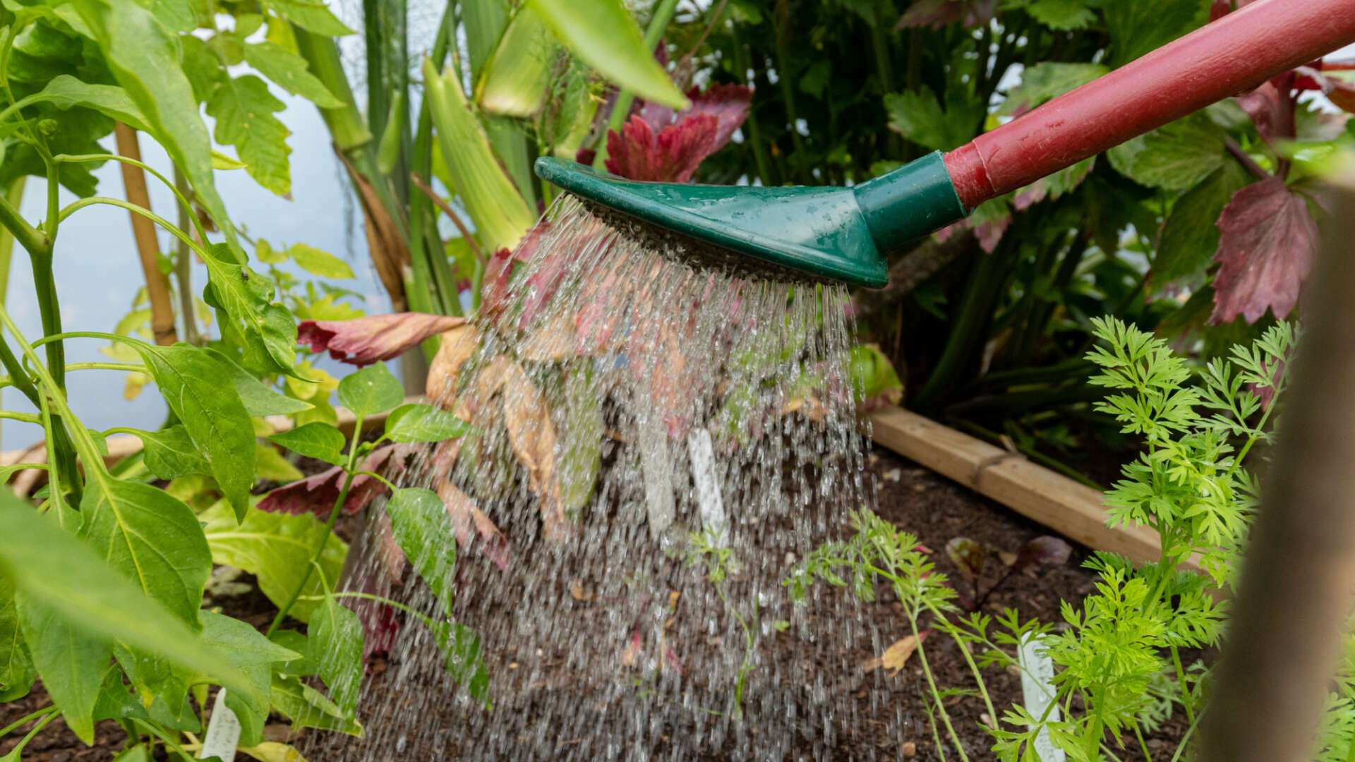 Watering tomato bed