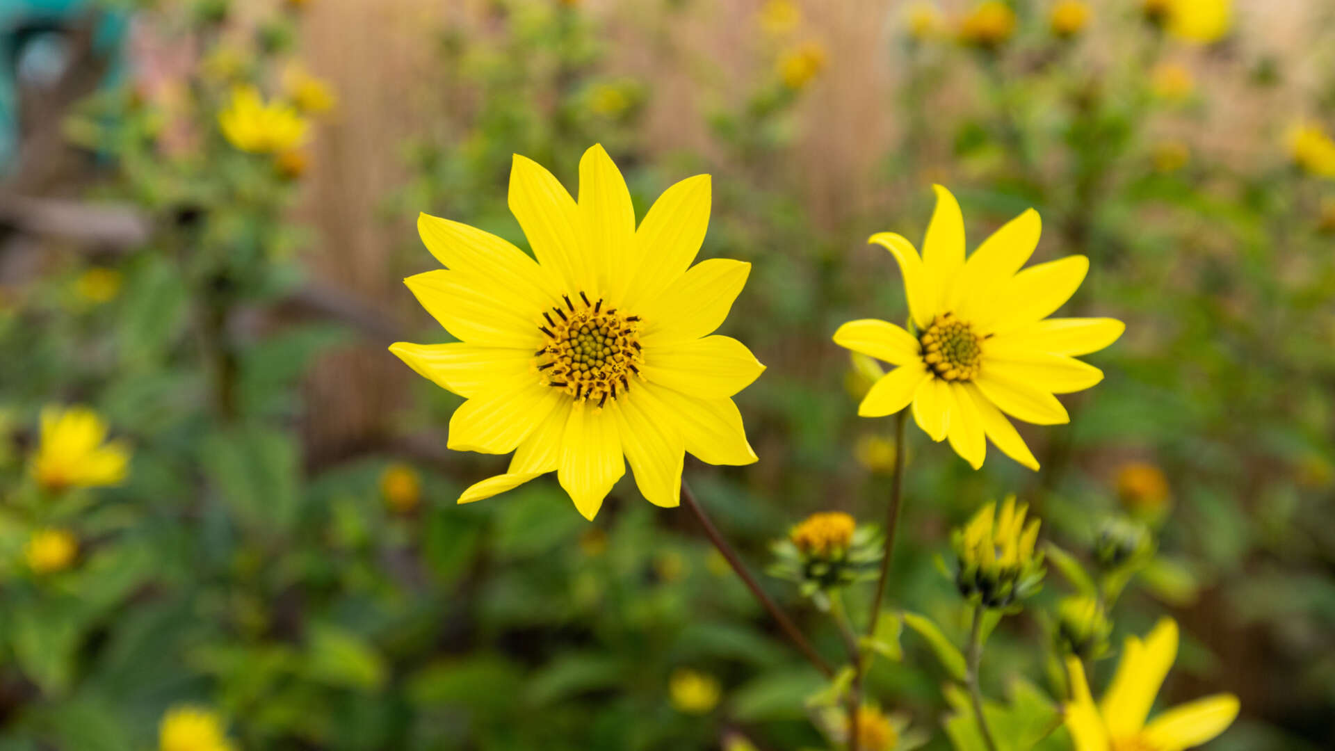 Flowers in Ryton gardens