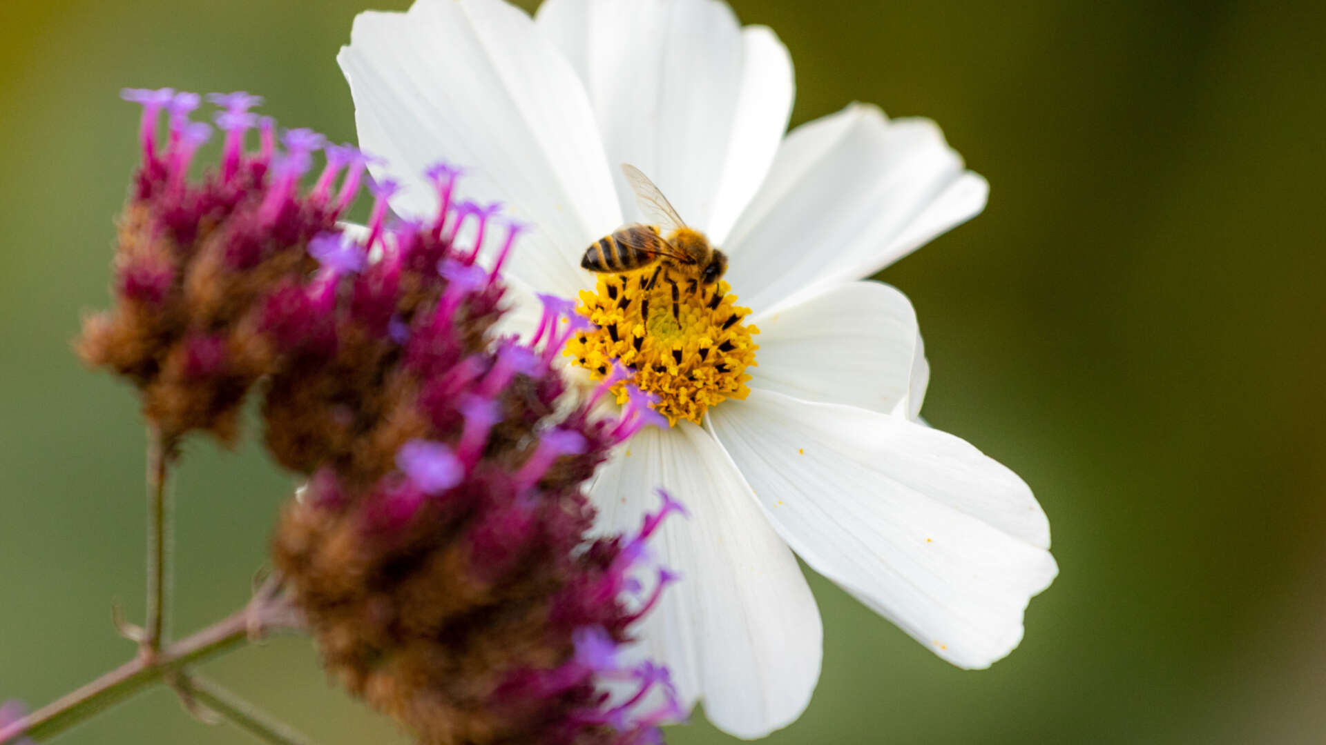 Bee on white cosmos