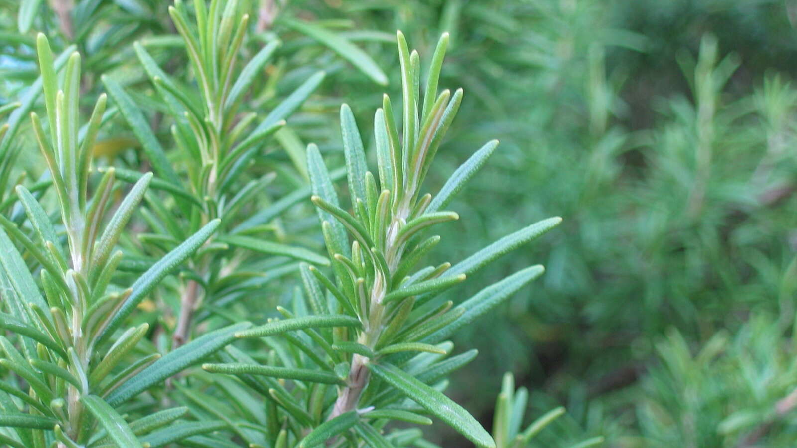 Rosemary plant