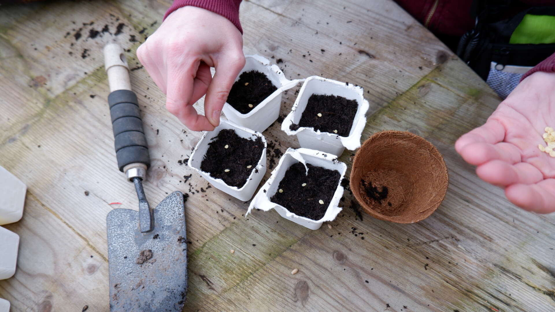 Seed sowing peppers in cardboard pots