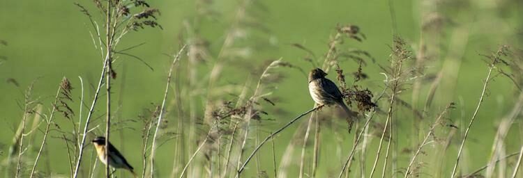 Skylarks in a field