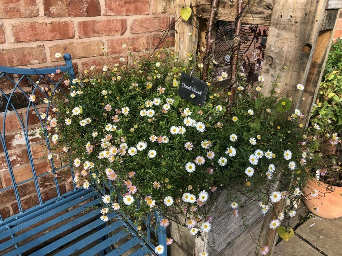 Flowers in small garden