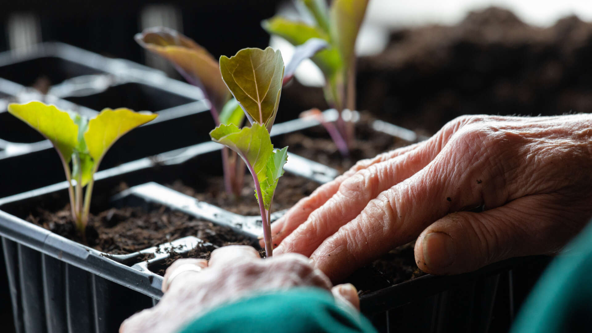 Peat free planting