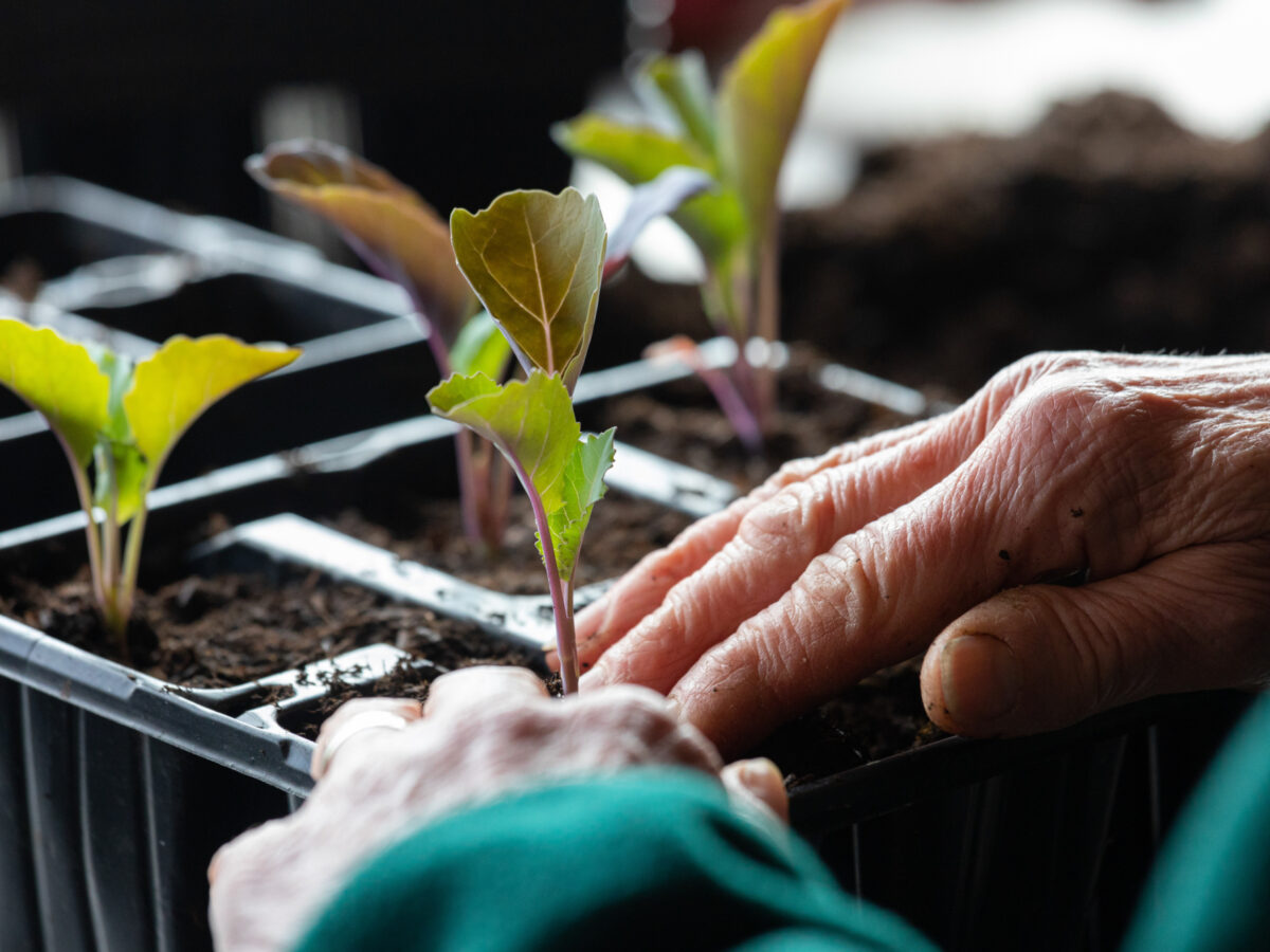 Peat free planting