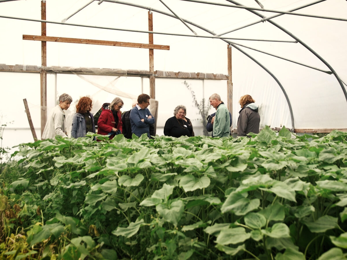 Members of Garden Organic standing in a polytunnel full of plants.