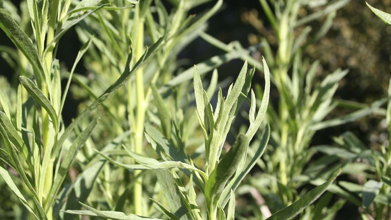 Tarragon Plant