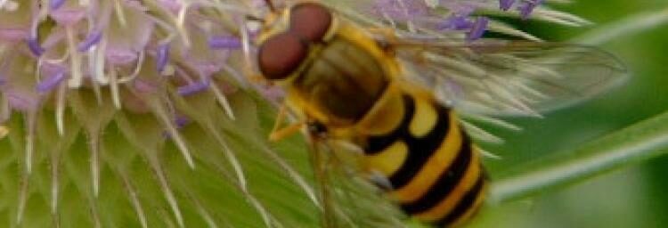 A hoverfly on a teasel