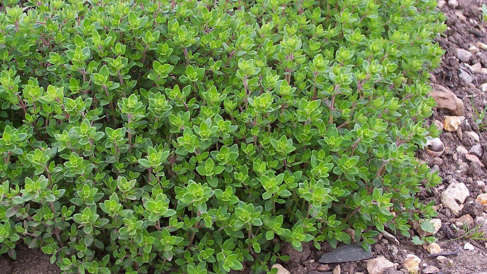 Thyme bush surrounded by gravel