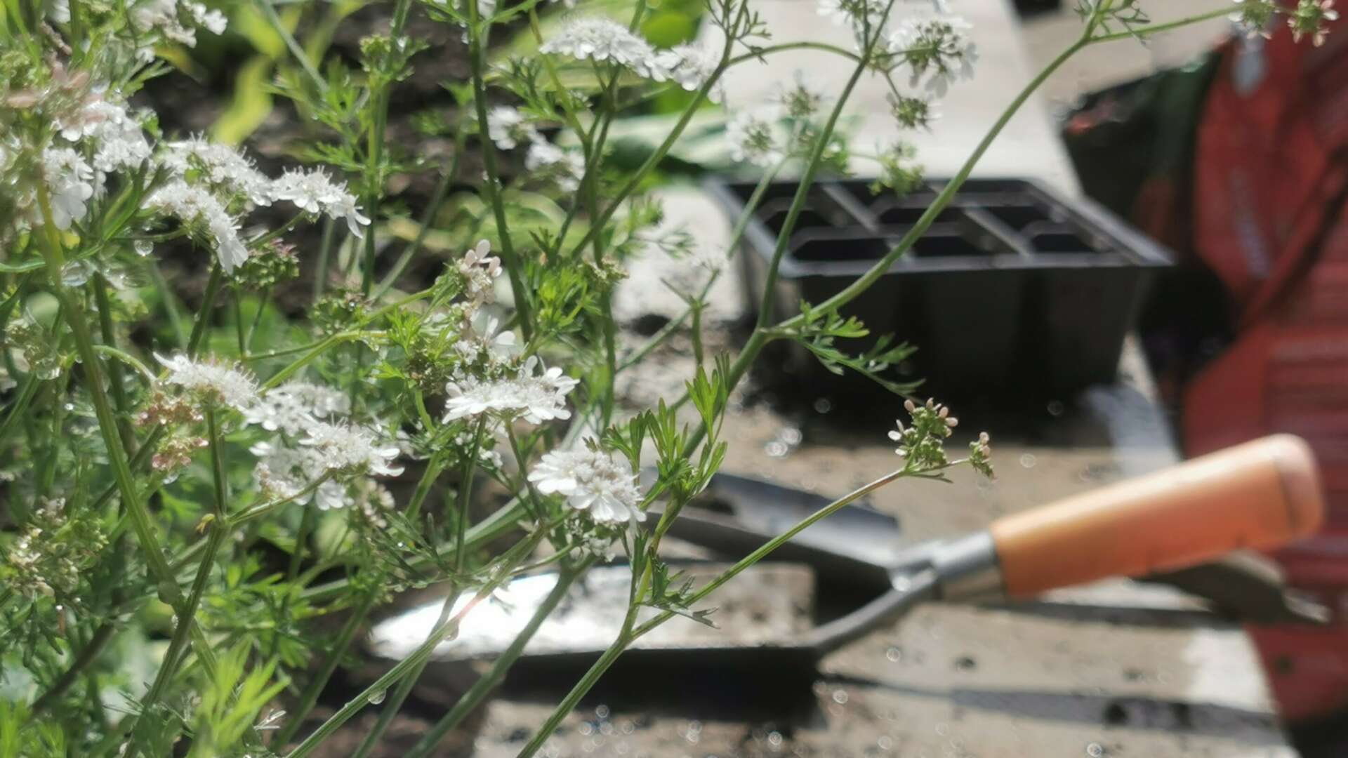 Trowel and herbs at our Master Gardeners project Wales