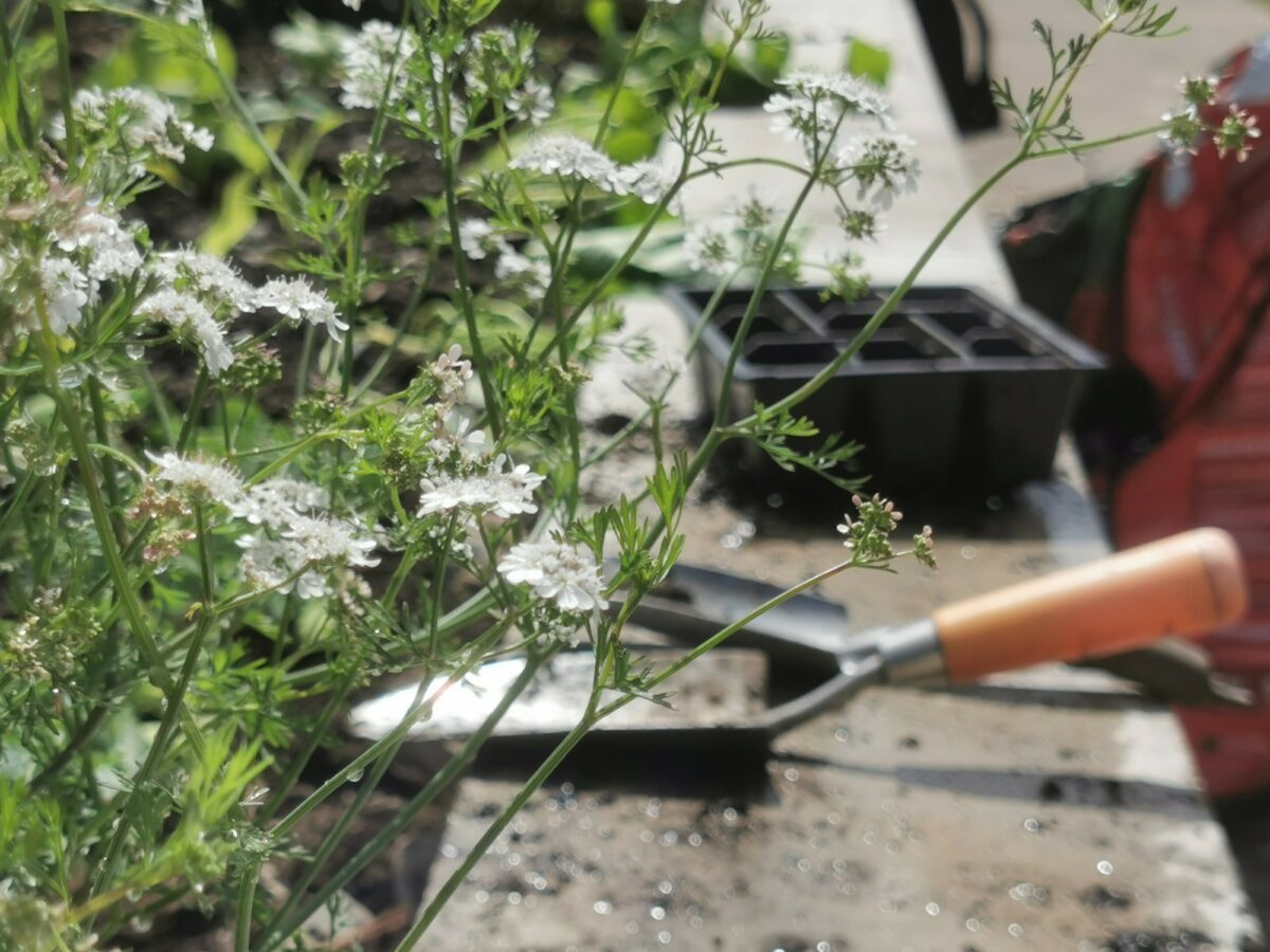 Trowel and herbs at our Master Gardeners project Wales