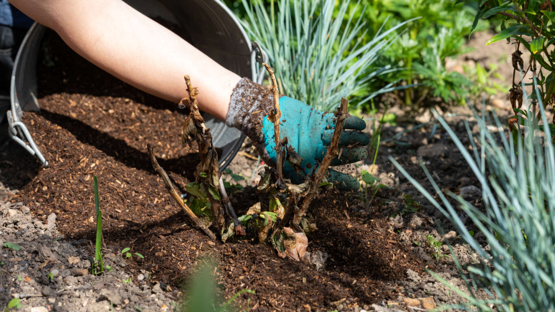 Volunteers planting