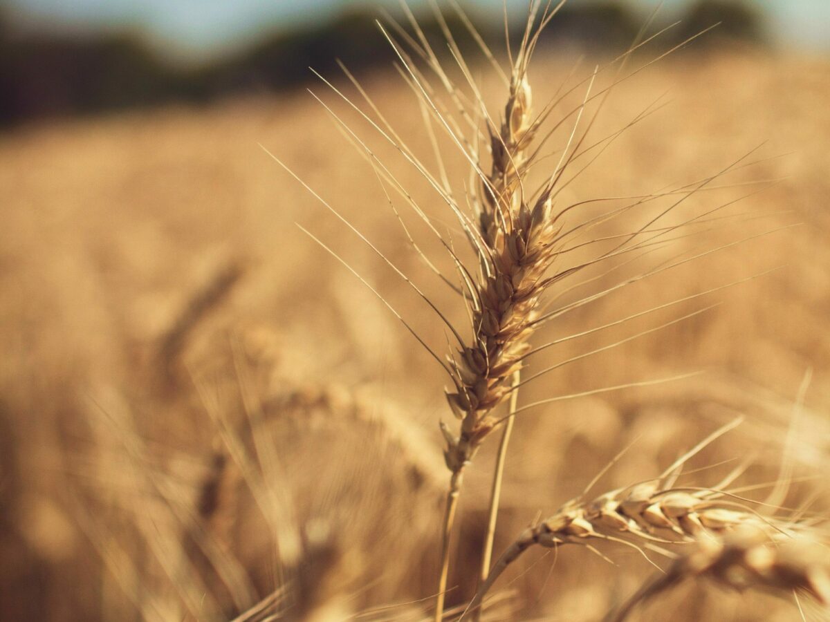 Wheat in field