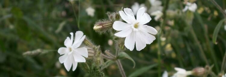 White campion