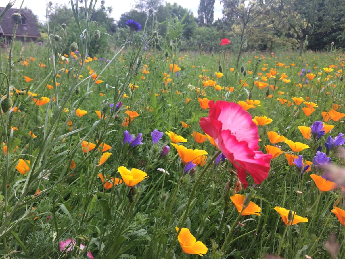 Wildflower meadow