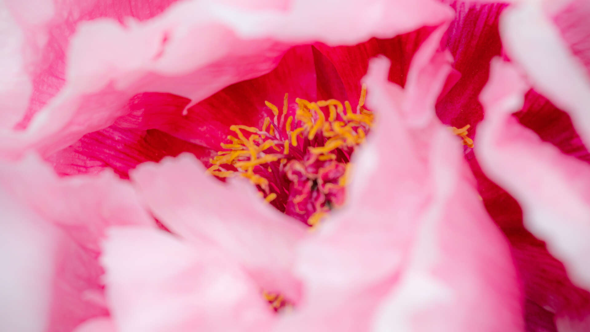 Flower in Ryton gardens