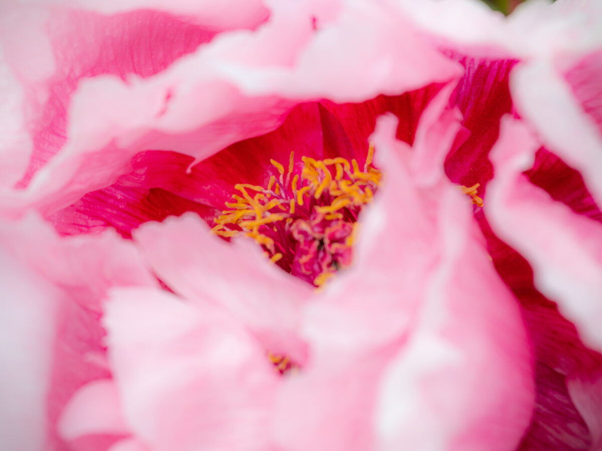 Flower in Ryton gardens