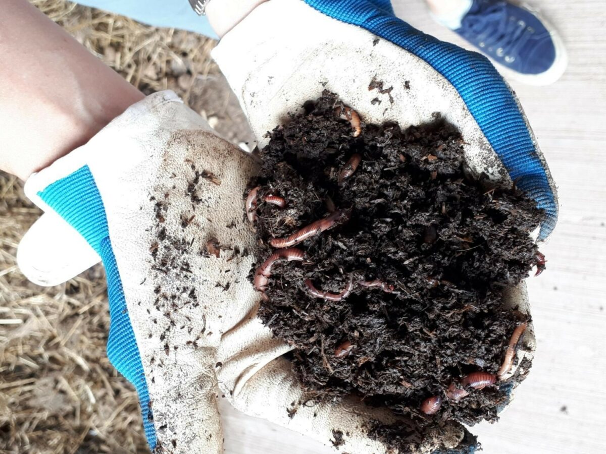 Worms in soil