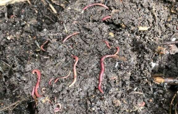 Worms in organic compost