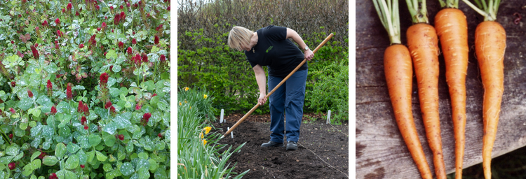 Crimson clover, hoeing veg bed and carrots